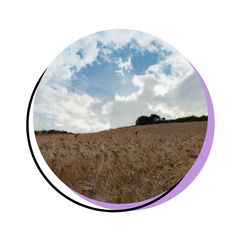 Read more about the article One Hundred Cornfields of Solitude